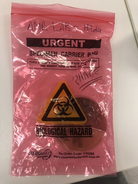 Figure 2. Each patient strain comes to us on a Petri dish inside a biohazard bag.