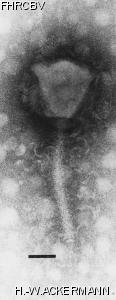 Image of Phage Lu11