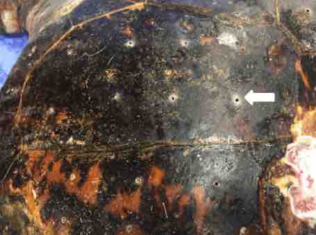 Image 1 Sea Turtle