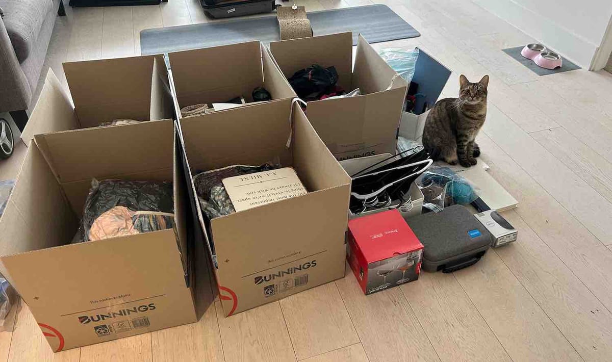 Mivi the cat, hoping we take her with us (and ideally never get rid of our cardboard boxes).