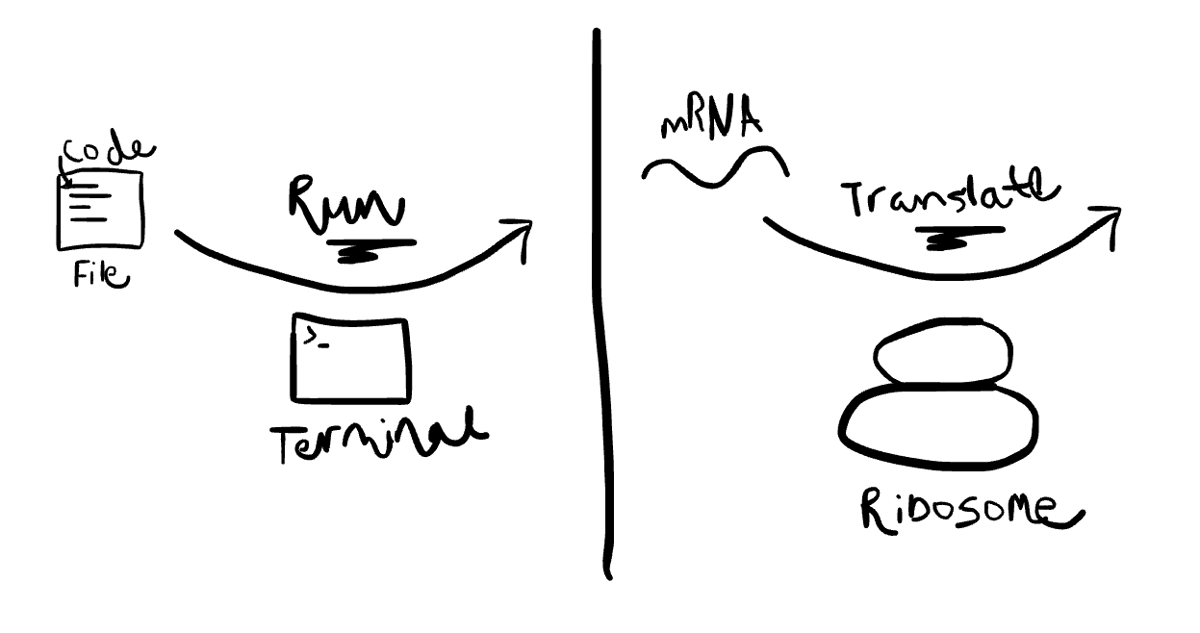 fig 2 ribosome