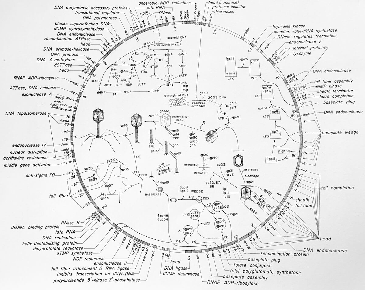 T4 Genomics Map