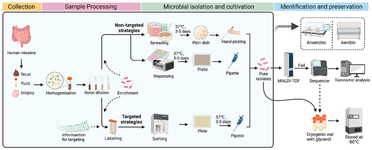 The basic isolation protocol for human gut (enteric) microbes. Image courtesy of Wan et al., 2023.
