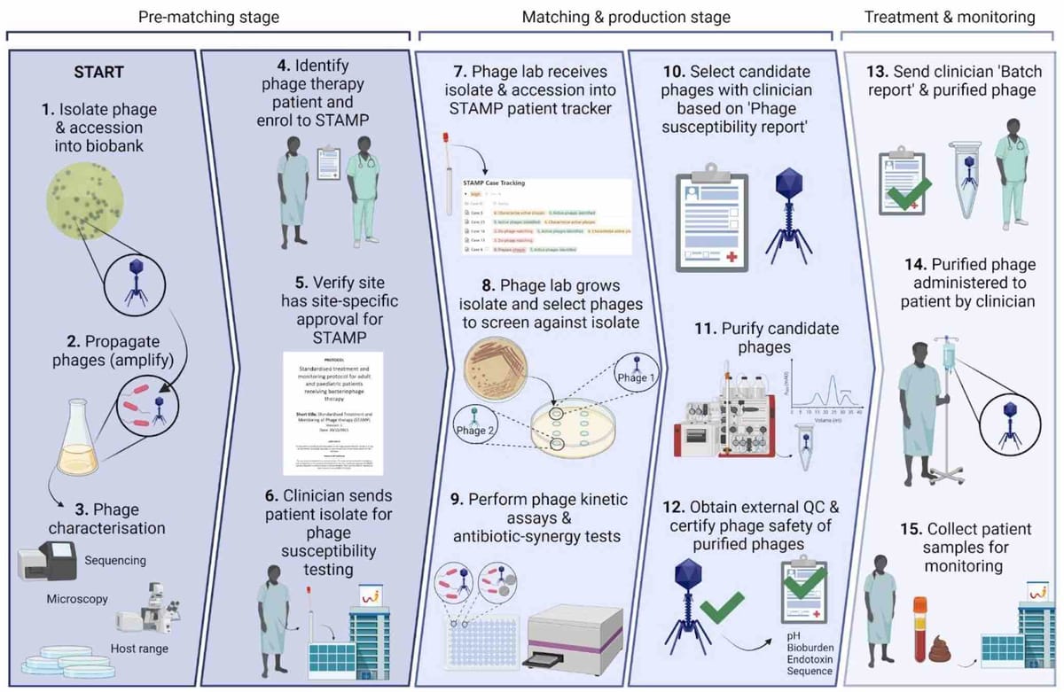 Figure 1. If our clinical team deems a patient is eligible for phage therapy, we get their bacterial isolates and see if we can find phages for them in our collection. If we find some that work, we make and purify phages, and check them for safety. We aliquot them into labeled, dose-ready vials. We prepare safety documents for each batch, along with a sample collection package for each patient. We give phages + documents + sample collection package to the clinical team. Lastly, we get blood samples back from the clinical team, and track phages and bacteria over time throughout therapy.