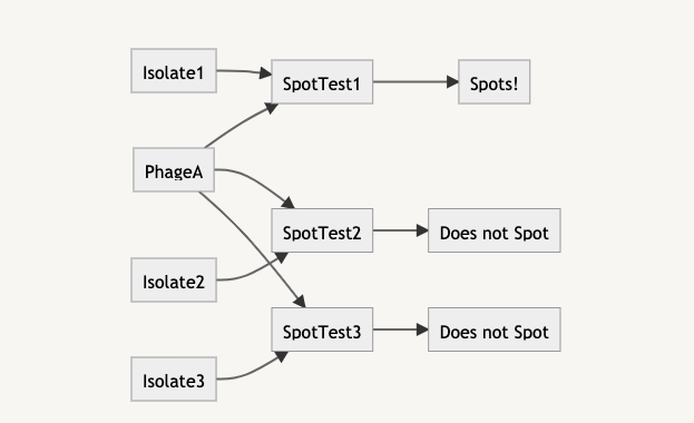 Flow Diagram of Phage + Isolate to Spot test results