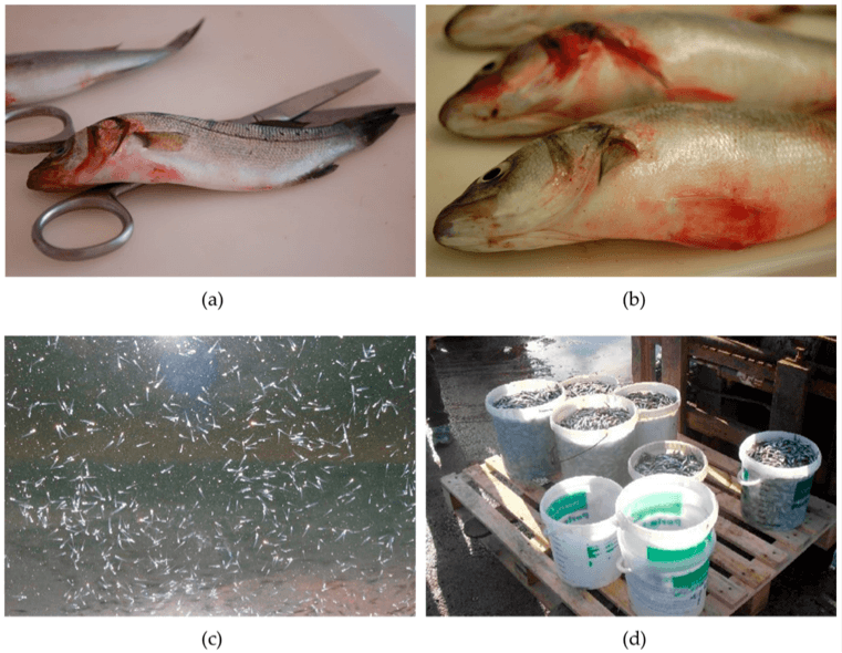Fig 2 — Massive mortalities caused by vibriosis in different developmental stages