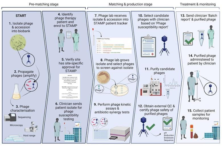 A snapshot of Phage Australia’s process, from phage isolation to patient treatment and monitoring. Image credit: Stephanie Lynch.