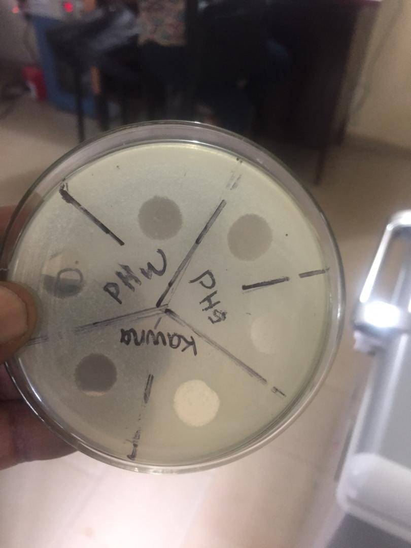 Phage against E. coli