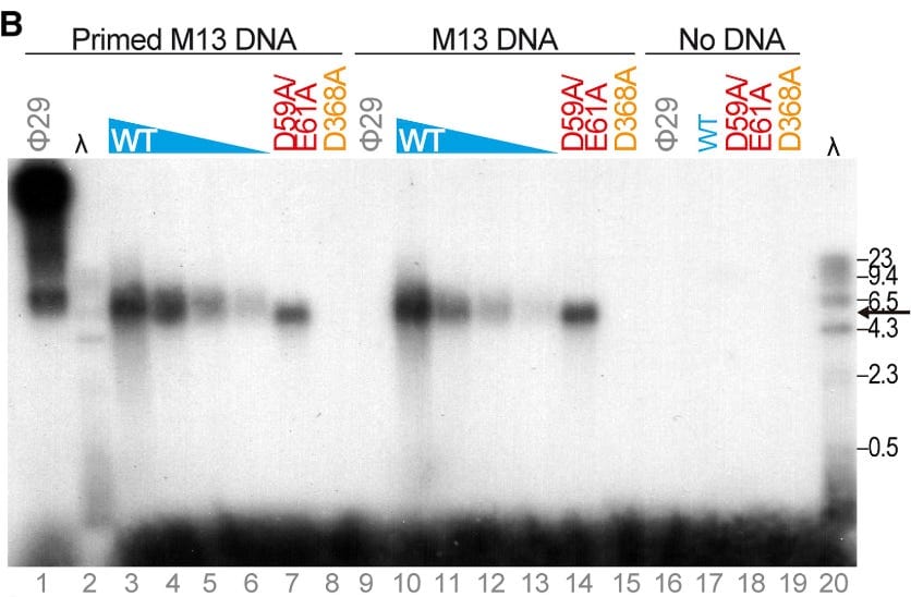 Image courtesy of Redrejo-Rodriguez et al. 2017